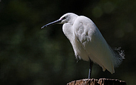 01 Little Egret (Egretta garzetta)